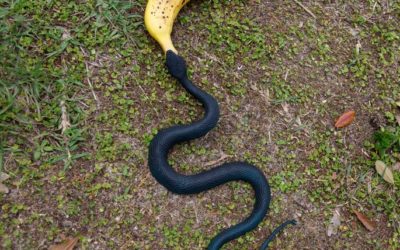 A rare glimpse of a rare banana snake