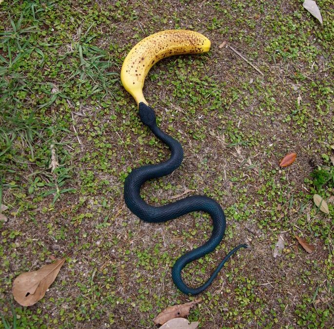 A rare glimpse of a rare banana snake