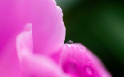Peonies or Dahlias